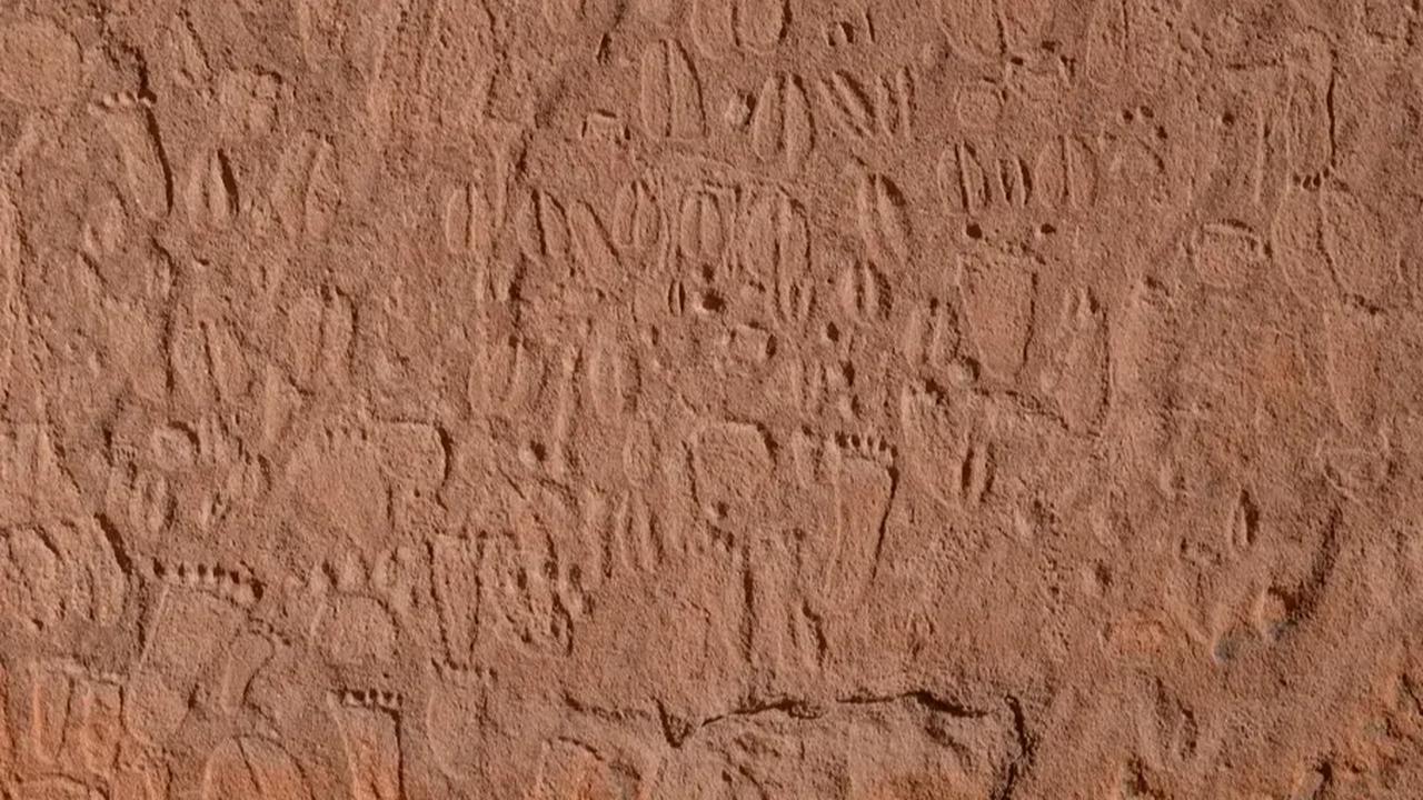 Jejak-jejak hewan lain seperti kucing liar Afrika, kera, gnu biru, dan kerbau juga diukir, meskipun dengan frekuensi yang lebih rendah. Menariknya, hanya satu jejak cheetah yang ditemukan dalam koleksi seni batu ini.