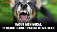 Journal Kasus Meningkat, Penyakit Rabies Paling Mematikan.(Liputan6.com/Triyasni)