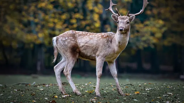 rusa