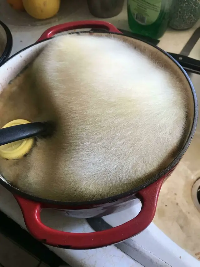 Jamur di Makanan Basi Ini Estetik