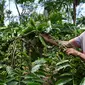 Petani kopi Kabupaten Kepahiang Bengkulu mulai meremajakan pohon kopi tua dengan sistem stek varietas unggul (Liputan6.com/Yuliardi Hardjo)
