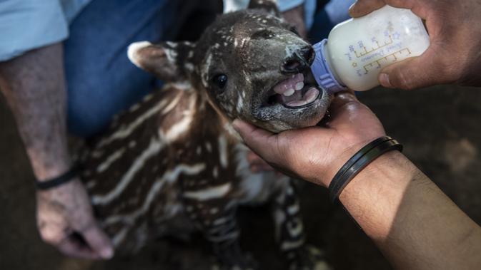 Dokter hewan Eduardo Sacasa dan penjaga Kebun Binatang Nasional memberi makan tapir berumur satu tahun bernama 