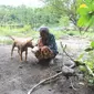 Sugiyem memberi makan anjing kesayangannya bernama Itut di sekitar rumahnya di tepi Kali Woro, Dukuh Nglinggang, Desa Borangan, Manisrenggo, Klaten, Jumat (23/2/2018). (Taufiq Sidik Prakoso/JIBI/Solopos)