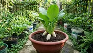 Cara Menanam Lobak di Pot agar Umbinya Tidak Bercabang, Hindari Kesalahan Ini