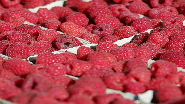 Ilustrasi buah raspberi