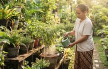 Kapan Waktu Terbaik Menyiram Tanaman Saat Musim Hujan? Simak Penjelasannya
