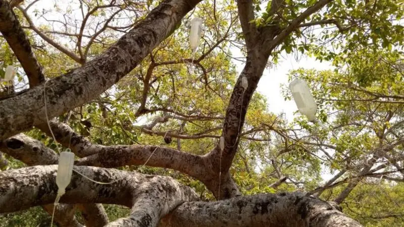 Pohon Beringin Raksasa Timpa Hotel di Kawasan Wisata Songgoriti Batu
