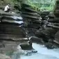 Pengunjung bisa menikmati ukiran alam yang membentuk garis-garis memukau pada tebing batu yang mengapit sungai.