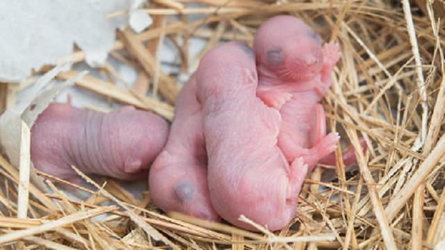 Ilustrasi bayi tikus (iStock)