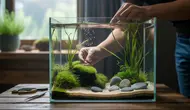 Cara Membuat Aquascape Sederhana untuk Pemula, Murah dan Minim Alat