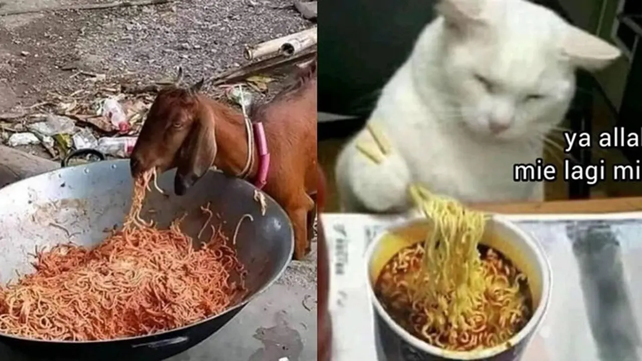 6 Potret Hewan Makan Mi Instan Ini Bikin Geleng Kepala