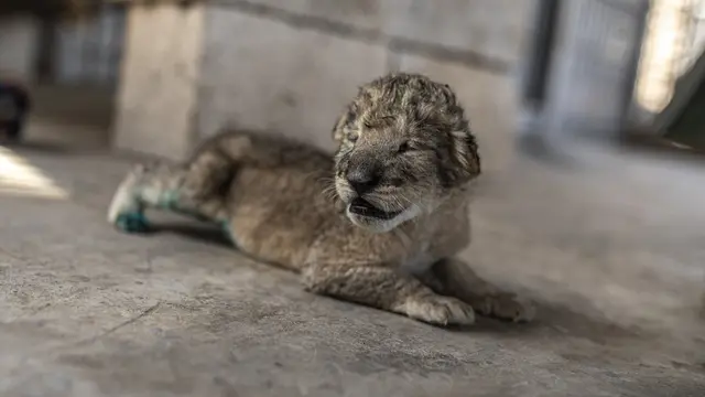 Tiga Anak Singa Lahir di Kebun Binatang Gaza