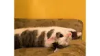 Kini Pirate menjadi kucing yang hidup layaknya kucing normal lainnya.