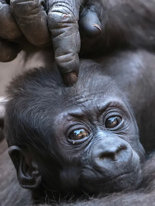 Bayi gorila bernama Kio saat dipijit dibagian kepala oleh ibunya Kumili di kebun binatang di Leipzig, Jerman (7/2). Kio tinggal bersama Diara dan Kianga adik dari ibunya Kumili. (AP Photo / Jens Meyer)