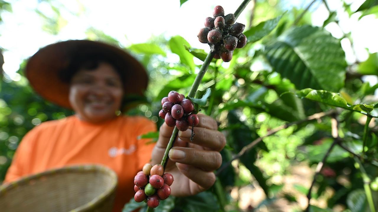 Budidaya Kopi Halmaheraa Timur Menggeliat, Antam Beri Pendampingan Khusus