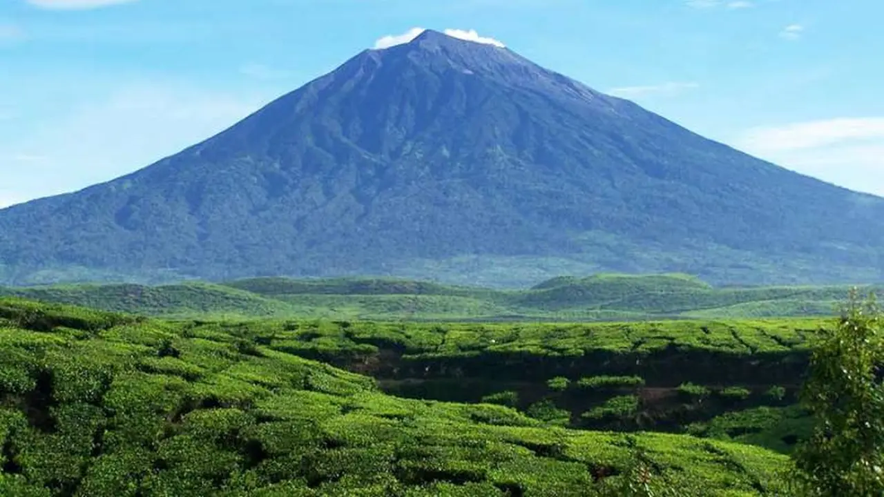 Hamparan teh Gunung Kerinci