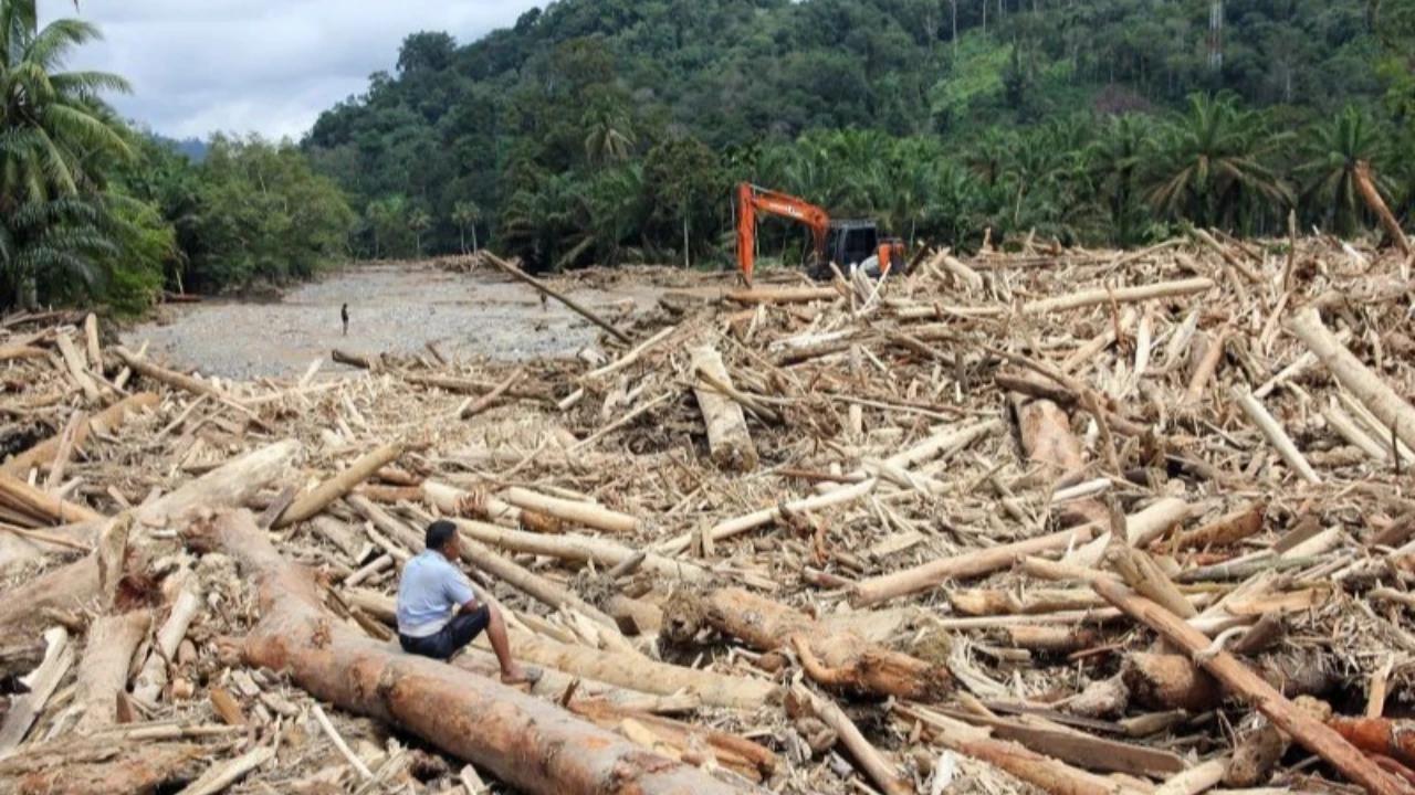 Greenpeace Soal Ide Patungan Beli Hutan Viral di Medsos: Patut Diapresiasi tapi Perlu Dikritisi