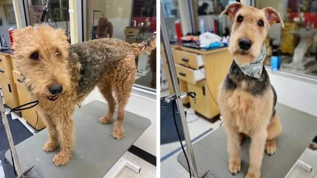 7 Potret Hewan Peliharaan Sebelum dan Sesudah Grooming Ini Bikin Pangling