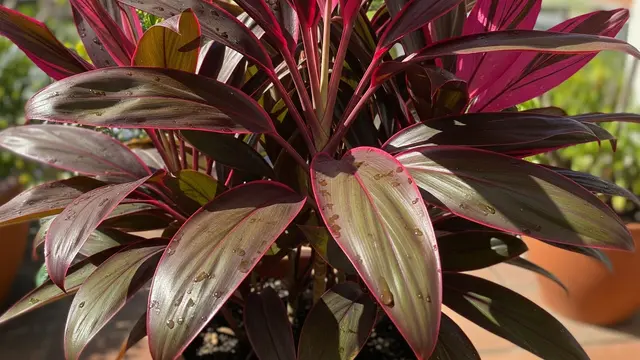 Ti Plant (Andong Merah)