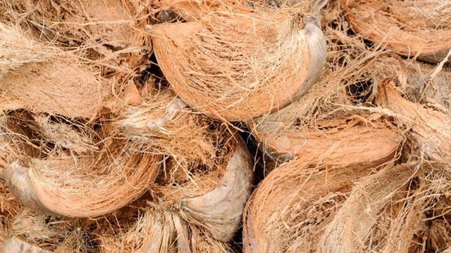 Ilustrasi serabut kelapa | 8villages.com