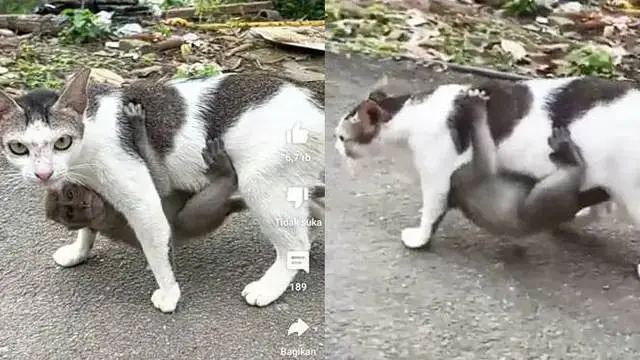6 Potret Nyeleneh Monyet Naik Punggung Hewan Lain Bikin Geleng Kepala
