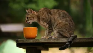 Cara Membuat Makanan Kucing Sendiri yang Sehat, Hemat, dan Disukai Anabul