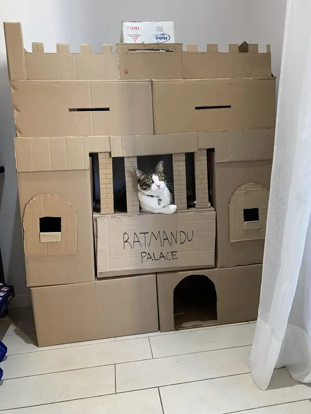 miniatur rumah kucing