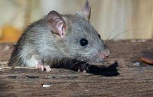 Tanda-Tanda Warung Makan yang Diam-Diam Jadi Sarang Tikus, Waspadai Bisa Ganggu Kenyamanan dan Keamanan