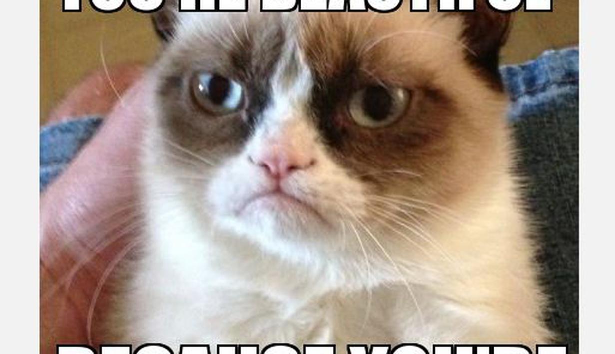 10 Meme Grumpy Cat Yang Galak Tapi Lucu Banget Fashion Fimelacom