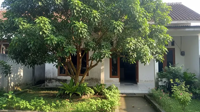 Ide Pohon Kecil yang Rimbun Tapi Akar Tetap Aman untuk Rumah Model Pohon Sawo