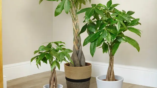 Pohon Uang (Pachira Aquatica)