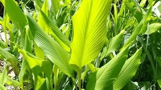 Tips Menanam dan Memanfaatkan Daun Kunyit di Rumah