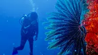 Taman Nasional Bunaken posisi pertama tempat menyelam terbaik di Asia (dok Instagram @btn_bunaken/https://www.instagram.com/p/DBueymmo10H/?igsh=MWt6aTdpNXJpbXQzdg==/Maheza Nurmiagita)