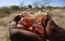 Manisnya permen karet alam 'Gum Arabic' dari pohon akasia