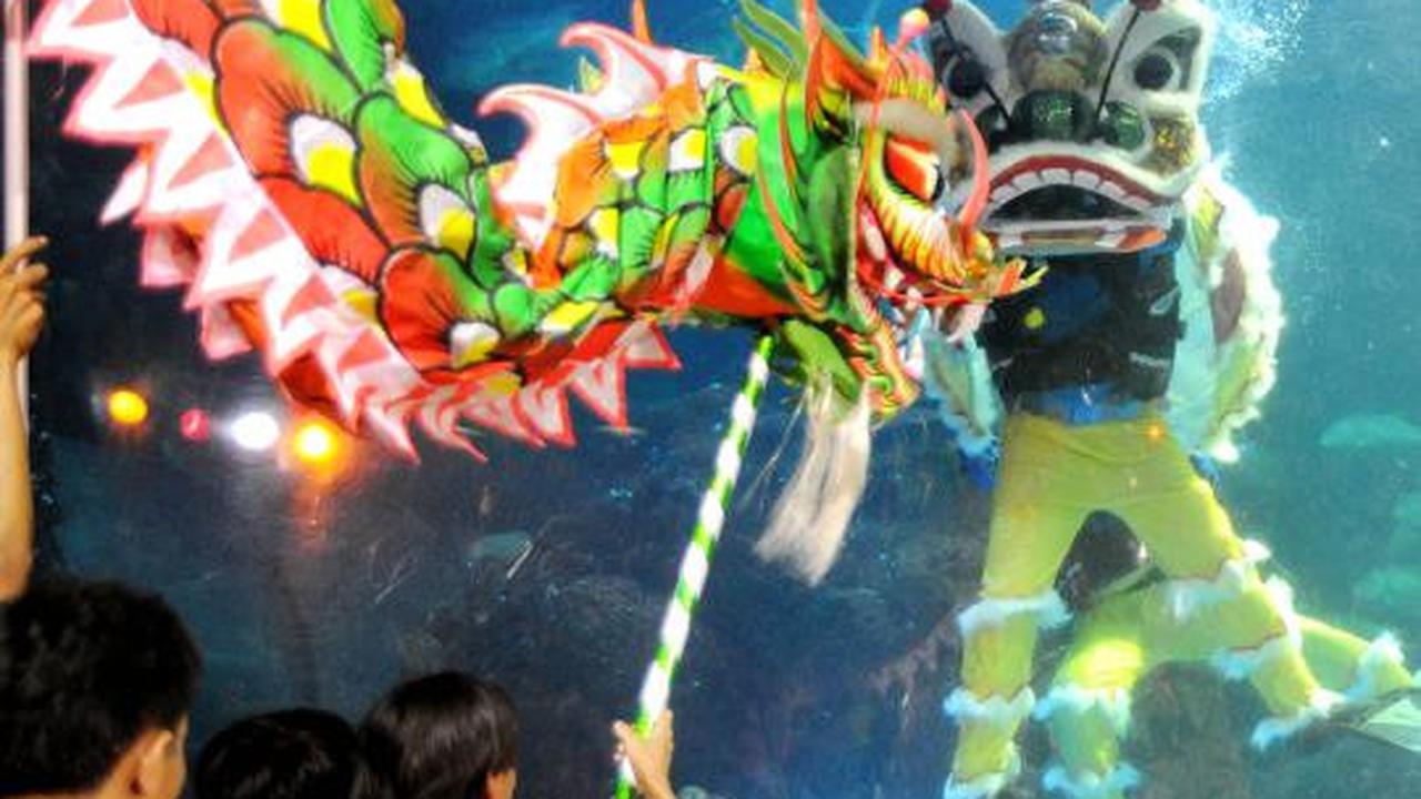 Atraksi Liong dan Barongsai hibur pengunjung Sea World Ancol