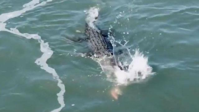 Detik-Detik Pertarungan Sengit Buaya vs Hiu yang Rebutan Mangsa (capture/ViralHog)
