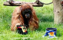 FOTO: Momen Orangutan Sumatera Prediksi Hasil Pertandingan Jerman vs Skotlandia di Euro 2024, Siapa Pemenangnya?