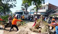 Jalur Bandung-Cianjur Lumpuh, Pohon Tumbang Timpa Sejumlah Kendaraan