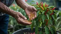 Cara Membuat Perangsang Buah Alami untuk Cabai agar Berbuah Lebat dan Tidak Mudah Rontok
