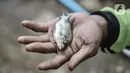 Warga menunjukkan anakan ikan yang didapat dari memancing di waduk kawasan Sungai Bambu, Tanjung Priok, Jakarta, Minggu (17/1/2021). Waduk buatan di bawah Jalan Tol Pelabuhan itu menjadi wisata alternatif menghabiskan akhir pekan tanpa mengeluarkan biaya atau gratis. (merdeka.com/Iqbal S. Nugroho)
