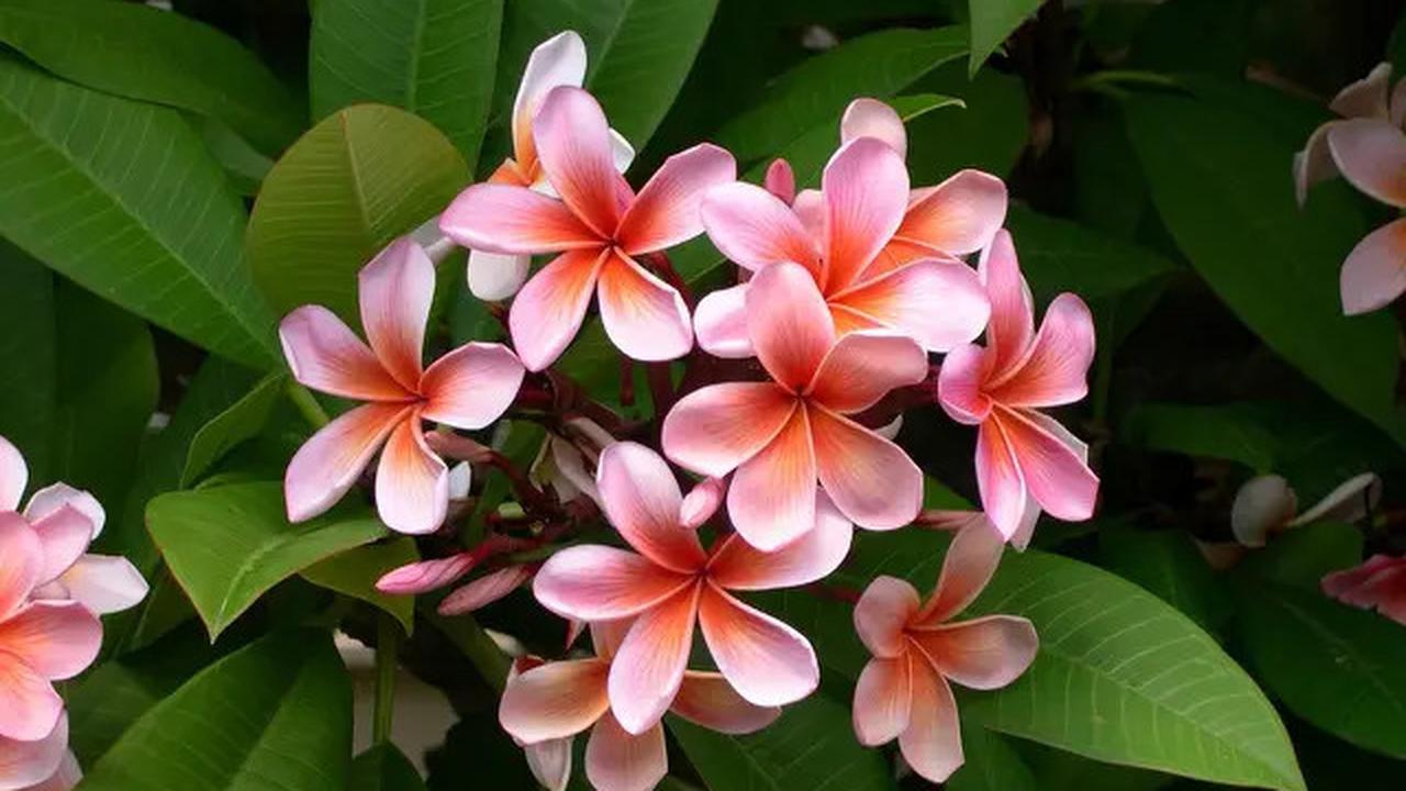 7 Tanaman Balkon Anti Layu, Tetap Cantik Meski Terik Matahari