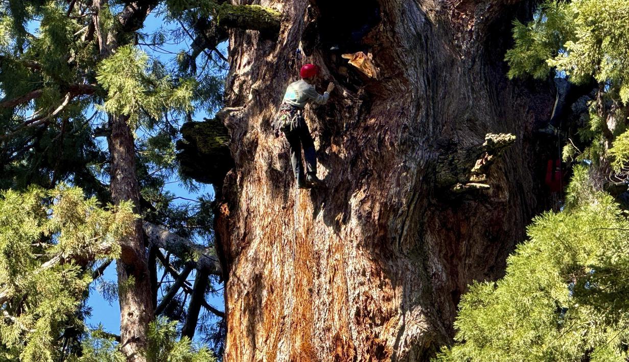 Para pendaki menuruni pohon berusia 2.200 tahun yang menjulang tinggi itu dengan membawa kabar baik pada hari Selasa. (AP Photo/Terry Chea)