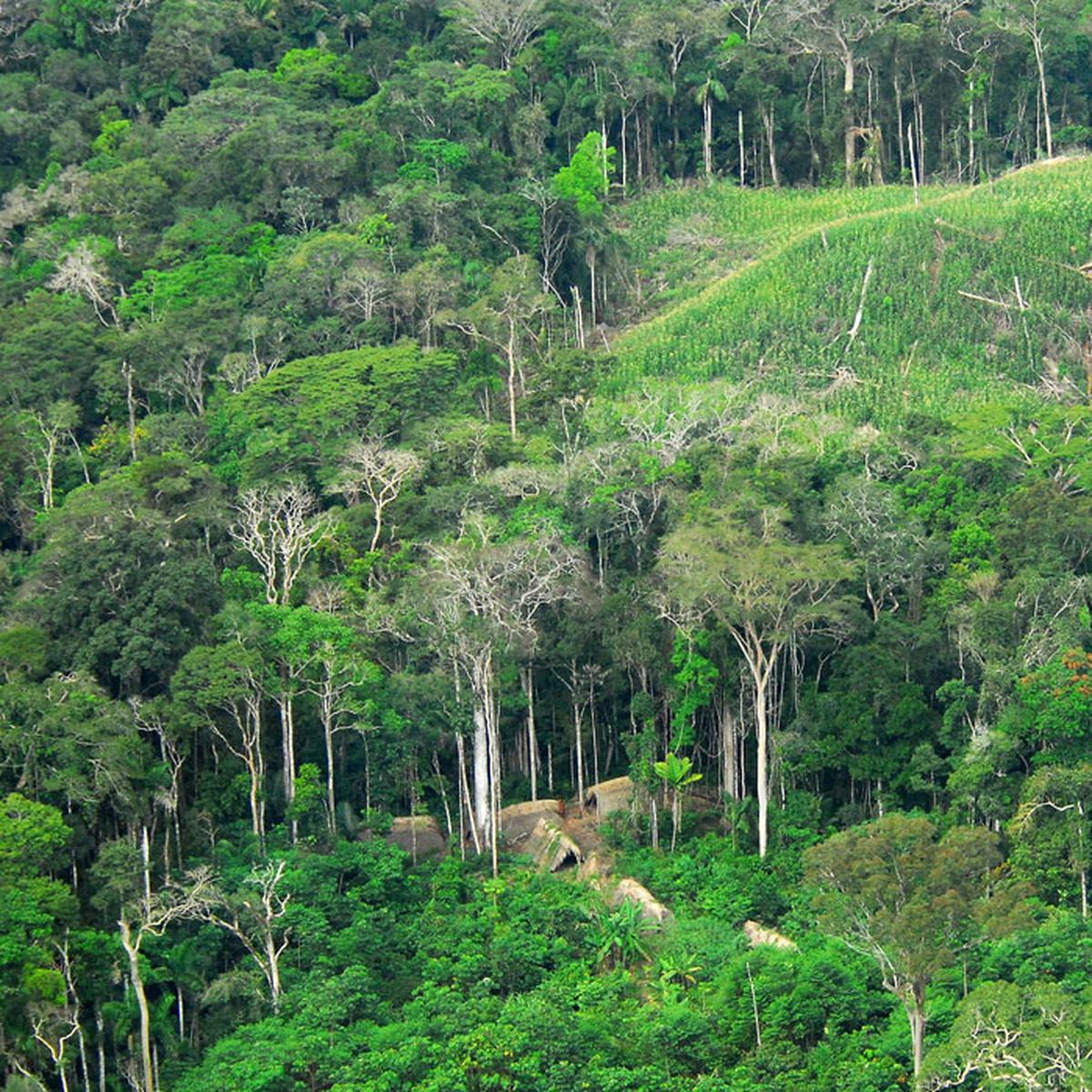 Hutan hujan tropis merupakan salah satu contoh dari wilayah