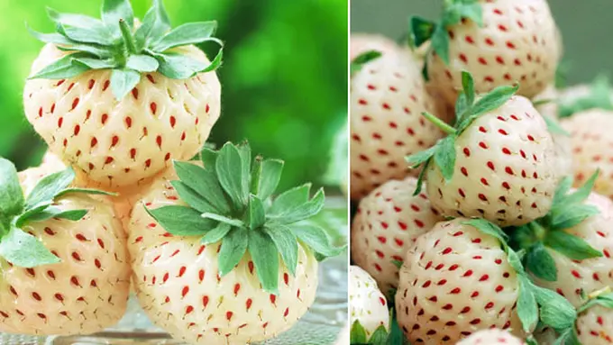 Foto: copyright jparkers.co uk