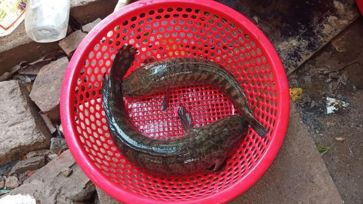 8 Alternatif Pakan Gabus Selain Pelet, Bikin Pertumbuhan Optimal dan Hemat Biaya