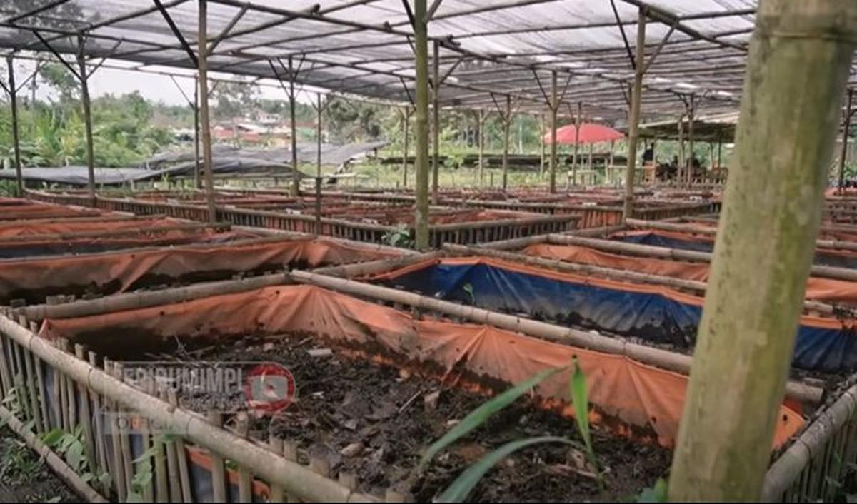 Alasannya memilih budidaya belut memiliki banyak faktor. Salah satunya karena minimnya anggaran serta lokasi yang terbatas.