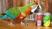 Lucunya Zac Si Burung Kakatua Pembuka Kaleng Minuman Yang Memegang Rekor Dunia Pembuka Kaleng