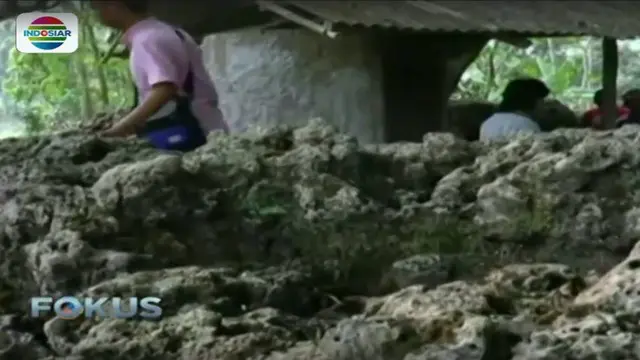 Jauh dari Laut, Ladang di Lampung Dipenuhi Hamparan Batu Karang