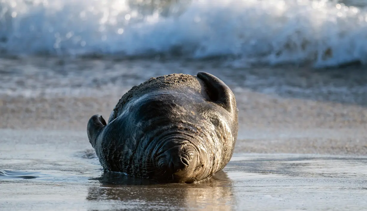 Anjing laut abu-abu bersantai di pantai Pulau Helgoland, Jerman, 4 Januari 2020. Sebanyak 524 anjing laut abu-abu tercatat lahir pada 13 November hingga 26 Desember 2019 di Pulau Helgoland. (John MACDOUGALL/AFP)