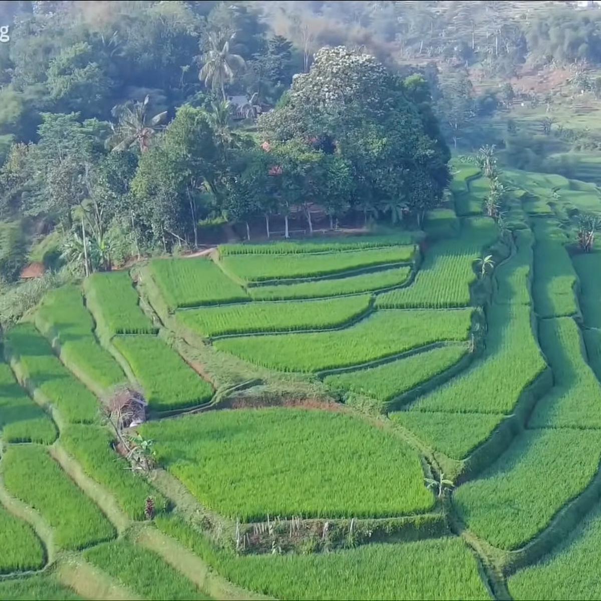 Sawah Cisema Banjaran Wetan